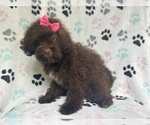 Small #4 ShihPoo