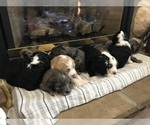Small Photo #4 Aussiedoodle-Poodle (Standard) Mix Puppy For Sale in COMMERCE, MI, USA