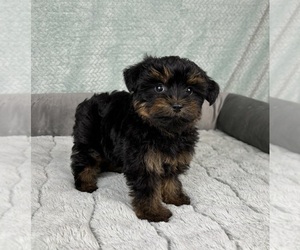 YorkiePoo Puppy for sale in FRANKLIN, IN, USA