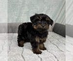 Image preview for Ad Listing. Nickname: Peanut