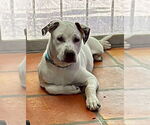 Small Photo #2 Huskies -Unknown Mix Puppy For Sale in Mesa, AZ, USA