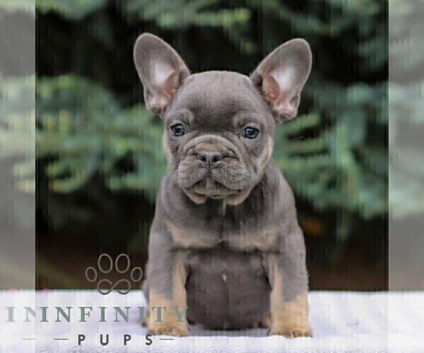 Medium Photo #1 French Bulldog Puppy For Sale in EAST EARL, PA, USA