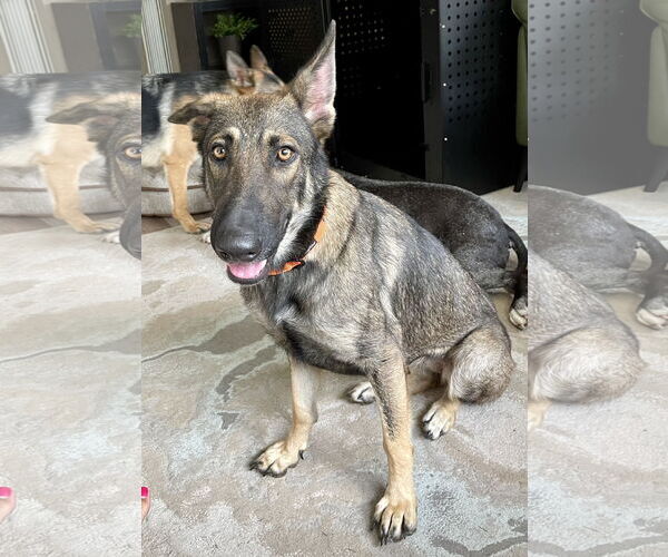 Medium Photo #1 German Shepherd Dog-Unknown Mix Puppy For Sale in Princeton, MN, USA