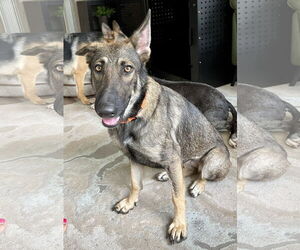Medium German Shepherd Dog Mix