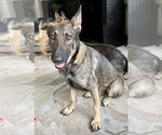 Small German Shepherd Dog Mix
