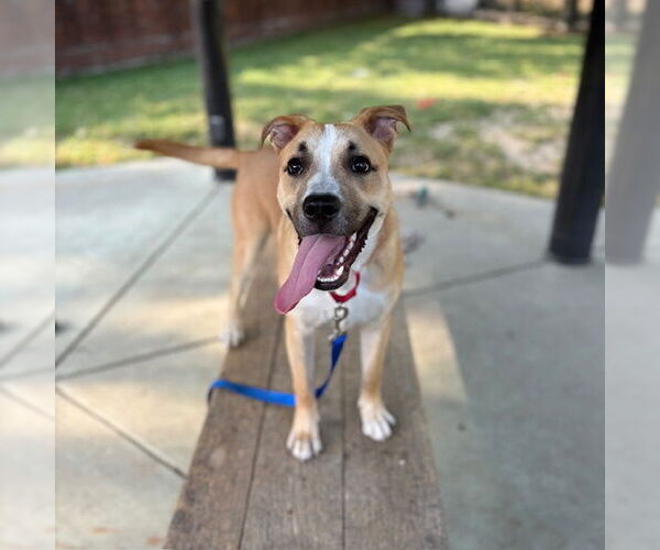 Medium Photo #2 Black Mouth Cur-Labrador Retriever Mix Puppy For Sale in Boston, MA, USA