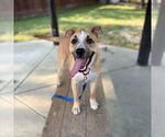 Small #1 Black Mouth Cur-Labrador Retriever Mix