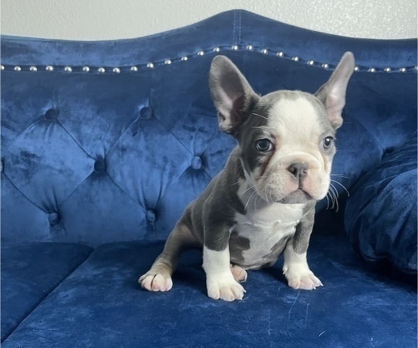 Medium Photo #11 French Bulldog Puppy For Sale in HOUSTON, TX, USA