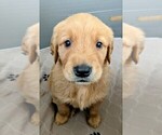 Small #2 Golden Retriever