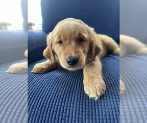 Golden Retriever Puppy for Sale in SOUTH WATERFORD, Maine USA