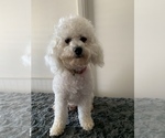 Small Photo #1 Bichon Frise Puppy For Sale in WOODLAKE, CA, USA