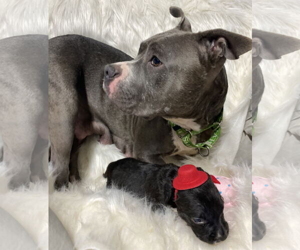 Medium Photo #15 American Pit Bull Terrier Puppy For Sale in GILBERTS, IL, USA