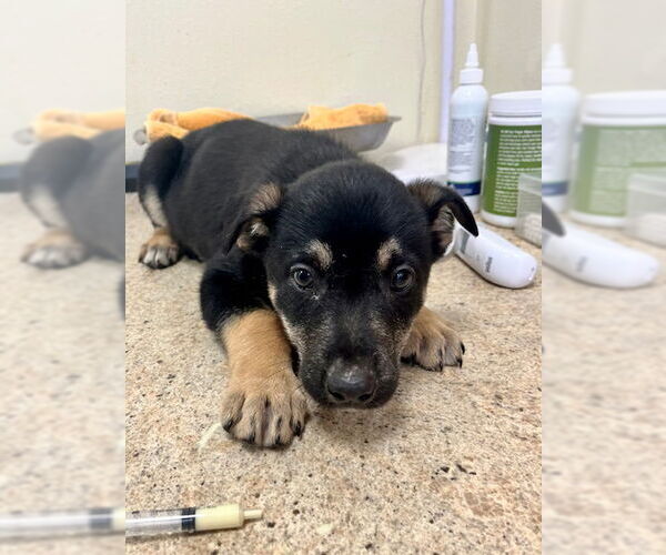 Medium Photo #4 Mutt Puppy For Sale in Webster, WI, USA