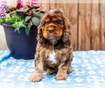 Small #4 Cocker Spaniel