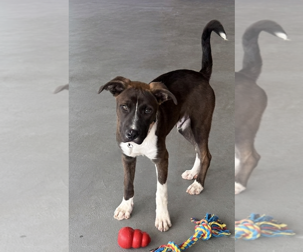 Medium Photo #3 Great Dane-Labrador Retriever Mix Puppy For Sale in Genesee, WI, USA