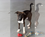 Small #2 Great Dane-Labrador Retriever Mix