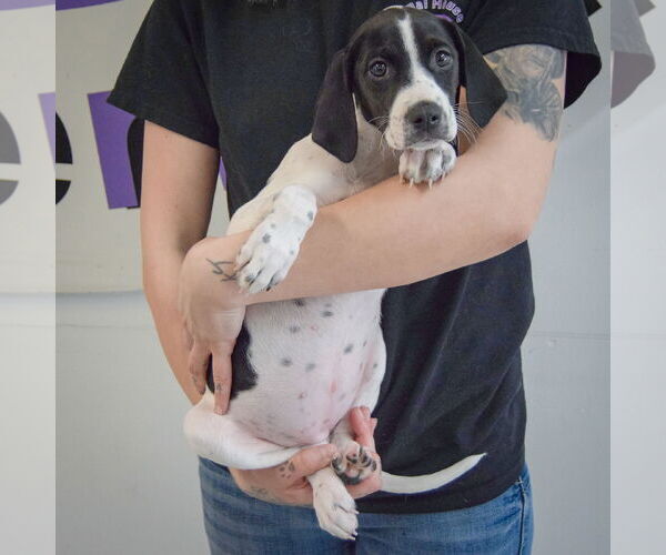 Medium Photo #4 Beagle-Brittany Mix Puppy For Sale in Huntley, IL, USA