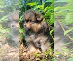 Small Photo #4 Pomeranian Puppy For Sale in STATHAM, GA, USA