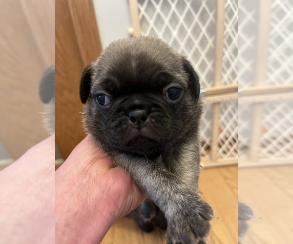 Medium Photo #1 Pug Puppy For Sale in WINDSOR HEIGHTS, IA, USA