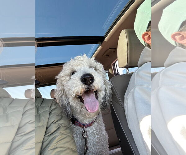 Medium Photo #14 Mutt Puppy For Sale in Sandy, UT, USA