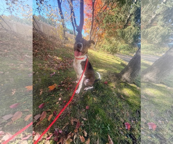 Medium Photo #8 Pointer-Unknown Mix Puppy For Sale in Westwood, NJ, USA
