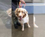 Small Australian Shepherd