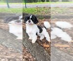 Small Photo #1 Shih Tzu Puppy For Sale in Weston, FL, USA