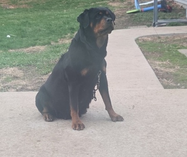 Medium Photo #1 Rottweiler Puppy For Sale in SIGOURNEY, IA, USA