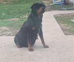 Small Photo #1 Rottweiler Puppy For Sale in SIGOURNEY, IA, USA