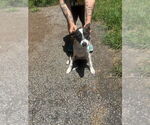 Small #2 Mutt