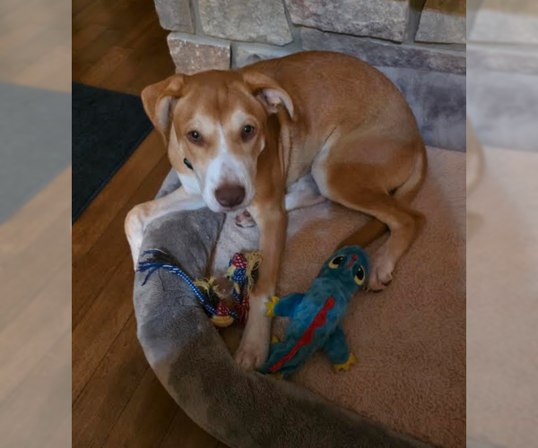 Medium Photo #4 Labrador Retriever-Unknown Mix Puppy For Sale in Sheboygan, WI, USA