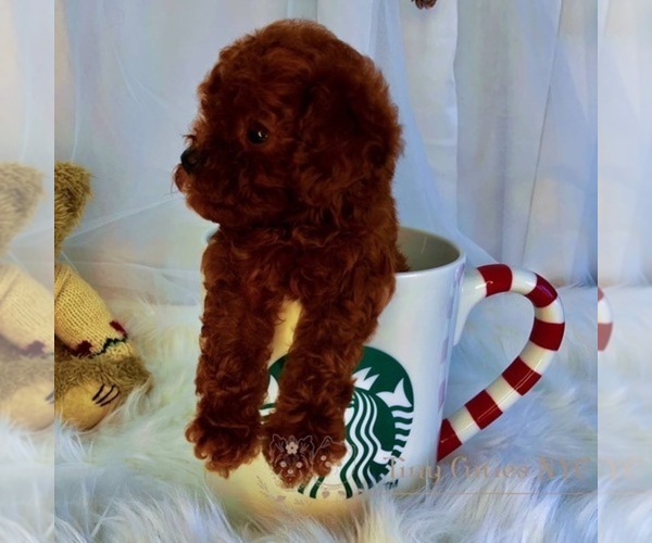 Medium Photo #4 Poodle (Miniature) Puppy For Sale in ASTORIA, NY, USA