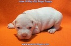Small Photo #57 Dogo Argentino Puppy For Sale in JANE, MO, USA