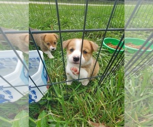 Pembroke Welsh Corgi Puppy for sale in RICHLAND, MO, USA