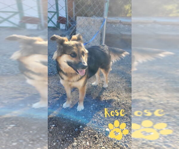 Medium Photo #2 German Shepherd Dog-Unknown Mix Puppy For Sale in Monte Vista, CO, USA