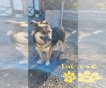 Small #1 German Shepherd Dog Mix