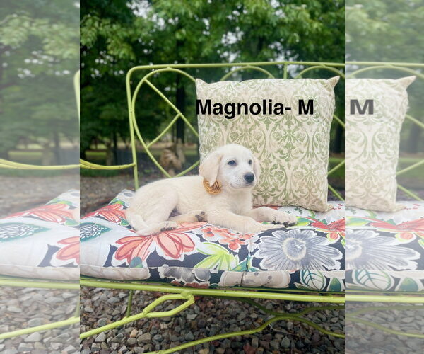 Medium Photo #2 Labrenees Puppy For Sale in Rockaway, NJ, USA