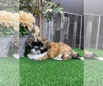 Small #1 Shih Tzu