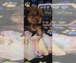 Small Photo #5 Yorkshire Terrier Puppy For Sale in AKRON, OH, USA