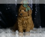 Small #2 Goldendoodle (Miniature)