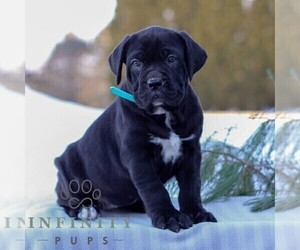 Cane Corso Puppy for sale in GAP, PA, USA