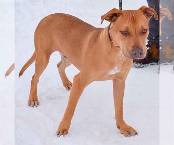 Medium Photo #4 American Staffordshire Terrier-Boxer Mix Puppy For Sale in Huntley, IL, USA