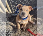Troy - Male Mutt Dog for Adoption - Small photo