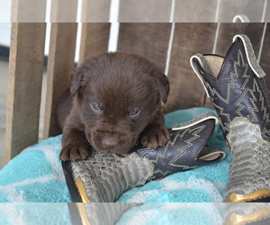 Medium Labrador Retriever