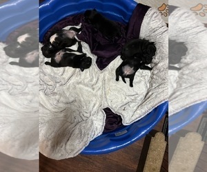 Pug-Puggle Mix Litter for sale in BLOOMINGTON, IL, USA