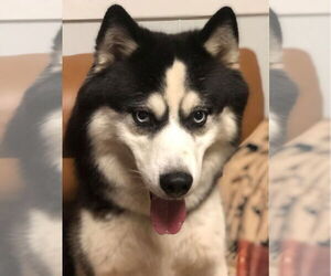 Siberian Husky Dogs for adoption in Sanford, FL, USA