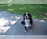 Small Photo #1 Bernese Mountain Dog Puppy For Sale in BUHL, ID, USA