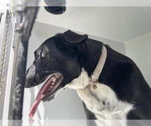 American Pit Bull Terrier-Unknown Mix Dogs for adoption in Houston, TX, USA