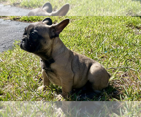 Medium Photo #2 French Bulldog Puppy For Sale in KISSIMMEE, FL, USA