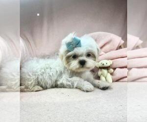 Shih Tzu Puppy for sale in TAMPA, FL, USA